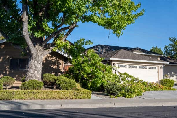 Emergency tree service Charlotte