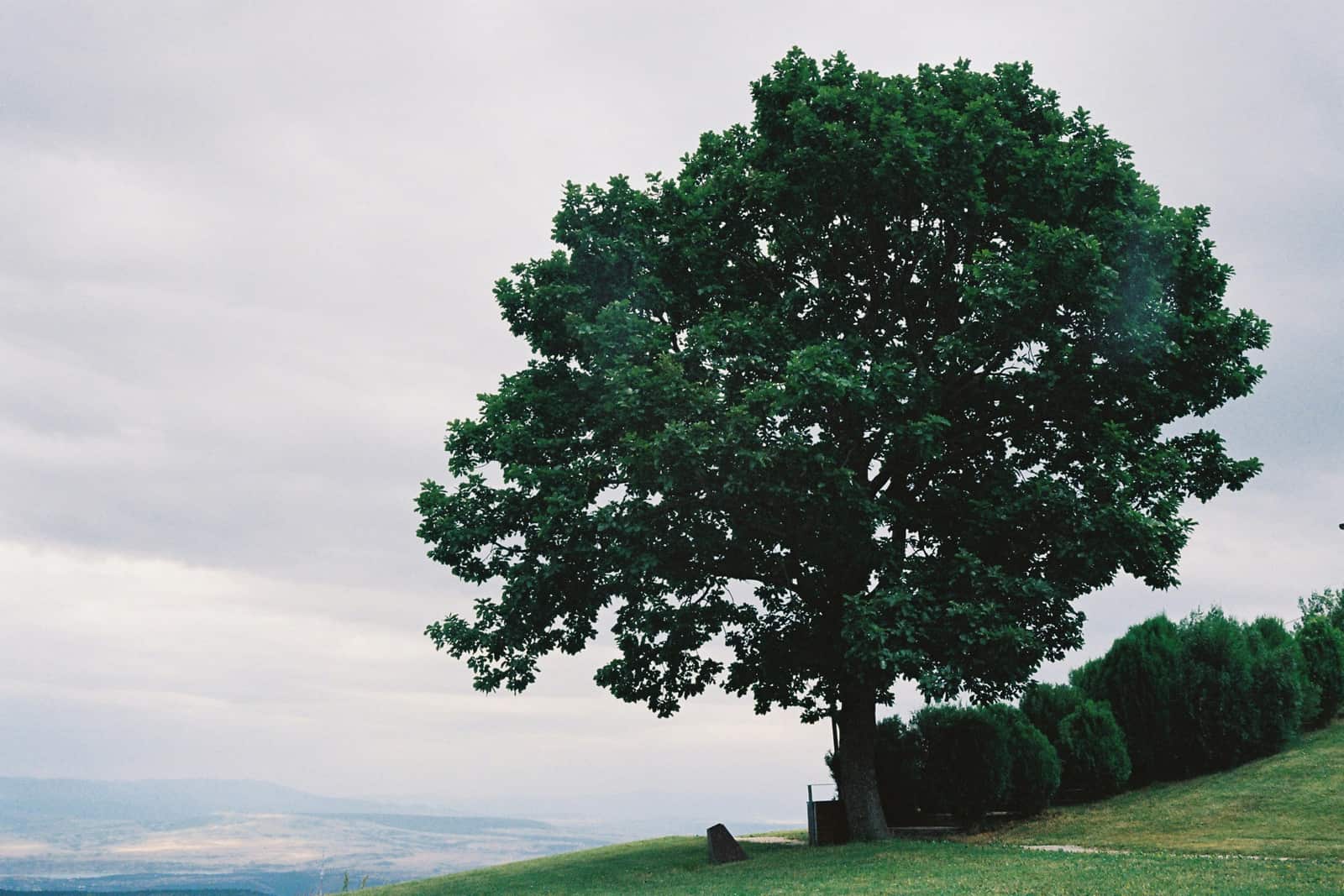 Tree health care Charlotte