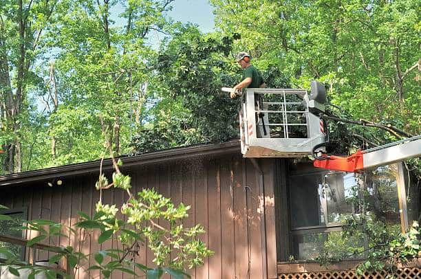 Tree removal Charlotte