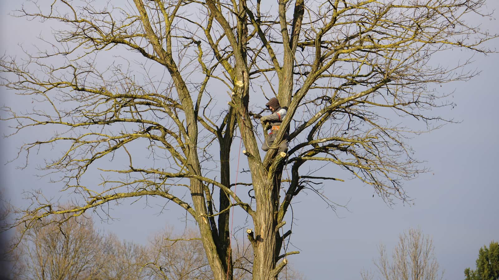Tree trimming Charlotte